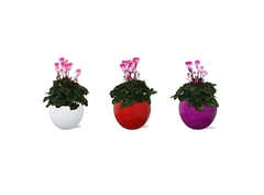 Cyclamen Super Serie Fusion Midi 12Ø 30cm