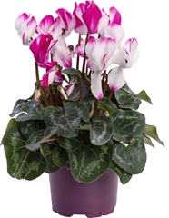 Cyclamen Super Serie Fusion Midi 12Ø 26cm