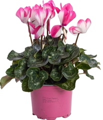 Cyclamen Super Serie Fusion Midi 12Ø 26cm