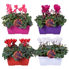 Cyclamen Super Serie Allure 25Ø 30cm