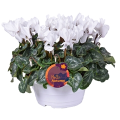 Cyclamen Super Serie Allure 23Ø 30cm
