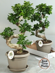 Ficus Microcarpa Ginseng 25Ø 70cm