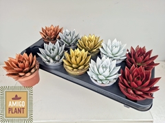 Echeveria Miranda 10Ø 13cm
