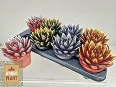 Echeveria Miranda 12Ø 15cm