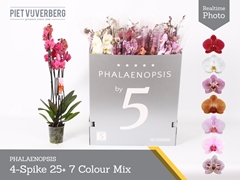 Phalaenopsis Mix 7 Colours 12Ø 70cm 4st