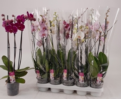 Phalaenopsis Mix 12Ø 60cm 3st