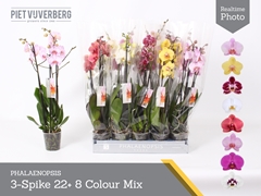 Phalaenopsis Mix 8 Colours 12Ø 65cm 3st