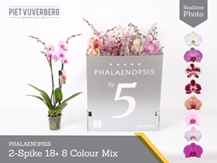 Phalaenopsis Mix 8 Colours 12Ø 70cm 2st