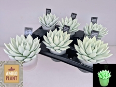 Echeveria Miranda 8Ø 11cm