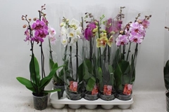 Phalaenopsis Mix 7 Colours 12Ø 60cm 2st