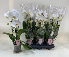 Phalaenopsis Anthura Glasgow 12Ø 45cm 2st