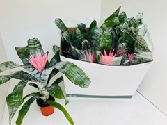 Aechmea Fasciata Primera 12Ø 50cm