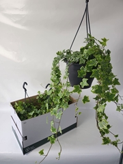Hedera Helix Mint Kolibri 19Ø 80cm