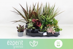 Houseplants Mix 8Ø 10cm