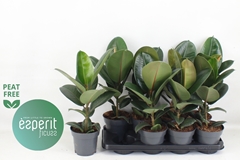 Ficus Robusta 14Ø 43cm
