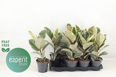 Ficus Tineke 14Ø 44cm