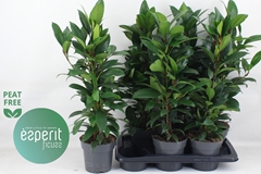 Ficus Cyathistipula Compacta 17Ø 73cm