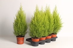 Cupressus Goldcrest Wilma 14Ø 65cm