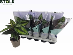 Calathea Beautystar 12Ø 40cm