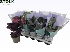 Calathea Mixed 5 Varietys 12Ø 35cm