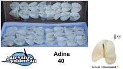Anthurium Adina 11cm Hd
