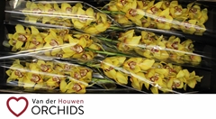 Cymbidium La Vie Stella 80cm
