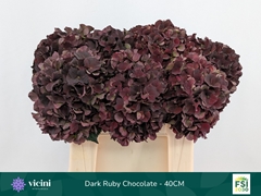 Hydrangea Dark Ruby Classic 40cm 14-16cm Hd