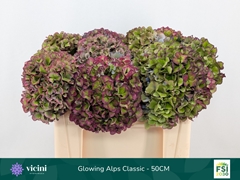 Hydrangea Glowing Alps Purple Classic 50cm 16-18cm Hd