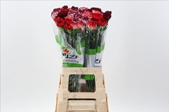 Dianthus Single Mix Rainbow Red 70cm