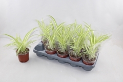 Chlorophytum Variegatum 12Ø 25cm