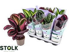 Calathea Mixed 5 Varietys 14Ø 45cm