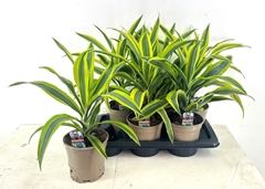 Dracaena Lemon Lime 17Ø 45cm