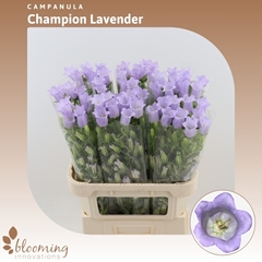 Campanula Champion Lavender 70cm