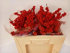 Ilex Brit Buys 50cm