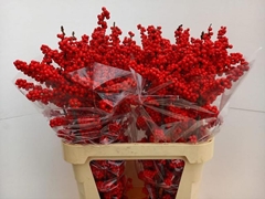 Ilex Brit Buys 90cm