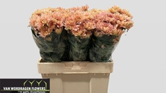 Chrysanth Spray Kalimba Salmon 55cm 40gr.