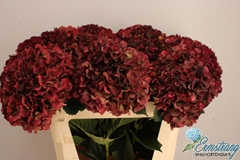Hydrangea Pink Ruby Classic 75cm 20-22cm Hd