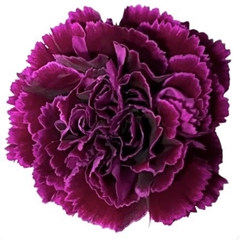 Dianthus Single Nobbio Babel 55cm