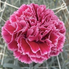 Dianthus Single Nobbio Frenzy 55cm
