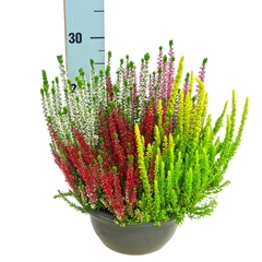 Calluna Beauty Ladies Mix 20Ø 25cm