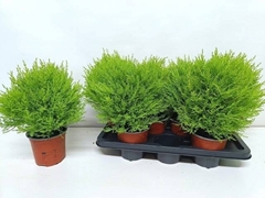 Cupressus Goldcrest Shapes 14Ø 40cm
