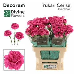 Dianthus Yukari Cerise 60cm