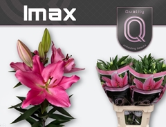 Lily Oriental Imax 75cm 3+