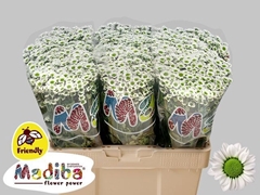 Chrysanth Santini Madiba Lindi White 55cm 54gr.
