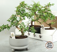 Bonsai Mix 17Ø 35cm