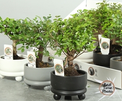 Bonsai Mix 12Ø 25cm