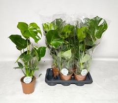 Monstera Deliciosa 17Ø 70cm