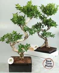 Ficus Microcarpa Ginseng 24Ø 70cm