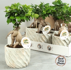 Ficus Microcarpa Ginseng 15Ø 35cm