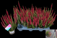 Calluna Vulgaris Beauty Seasons Mintberry Mix 11Ø 25cm
